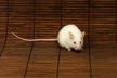 Перепрограммированная мышь