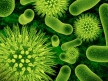 Датские ученые представили новое соединение для борьбы с устойчивыми бактериями