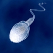 Создана технология для 3D-съемки живых сперматозоидов