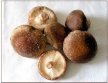 Японские грибы уничтожают вирус папилломы человека не хуже лекарств