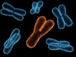 Y-хромосома млекопитающих сформировалась примерно 180 млн лет назад