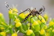 Британские ученые нашли способ борьбы с переносчиками лихорадки денге