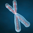 Хромосомные мутации ведут к повышению устойчивости опухолей к лечению