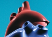 Разработана математическая модель сердца, обещающая прорыв в спорте и здравоохранении