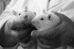 На мышах испытан инновационный препарат для профилактики гриппа