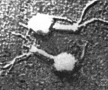 Обнаружен гигантский бактериофаг, убивающий возбудителя сибирской язвы