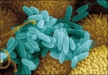 Бактерии заменят сложные сенсоры и таблетки, прогнозируют специалисты