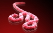 Западной Африке угрожает вирус Эбола