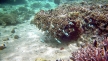 На Гавайях приняли закон о запрете вредящих кораллам солнцезащитных кремов