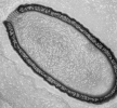 Российские ученые нашли гигантский вирус в древней мерзлоте на Колыме