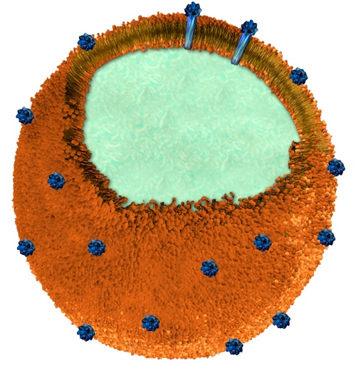 Наногубка: полимерный шарик обёрнут в мембрану, которую усеивают молекулы бактериального токсина. (Иллюстрация UC San Diego Department of NanoEngineering)
