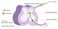 Рис. 1.  Механизм действия амантадина сульфата на NMDA-рецепторы спинного мозга
