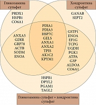 Рис. 2. Модуляция белков в культуре хондроцитов на фоне терапии глюкозамина сульфатом, хондроитина сульфатом и при их одновременном использовании