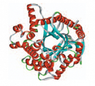 Рис. 4. Пространственная структура белка клото, способствующего замедлению процессов кальцификации сосудов