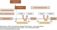Синтез, промежуточные и конечные этапы окисления гипоксантина и ксантина  в мочевую кислоту, контролируемые ксантиноксидазой