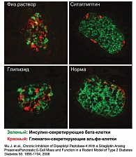 Рисунок 1.  Ситаглиптин восстанавливает бета-клетки островков в исследованиях in vivo
