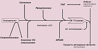Рисунок 1. Составляющие системы фибринолиза и точки приложения тромболитических средств