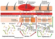 Рис. 2. Взаимосвязь кишечного дисбиоза и возникновения псориаза
