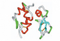 Рис. 2. Пространственная структура комплекса инсулиноподобного фактора роста (IGF) с IGF-связывающим белком (IGFBP). Витамин-D-зависимый белок IGFBP (слева), связываясь с IGF (справа), продлевает период полураспада IGF