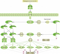 Рис. 4. Сигнальный путь действия глицирризиновой кислоты на развитие псориаза