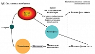 Рис. 1. Схема патогенеза ПА и аллергии верхних дыхательных путей.