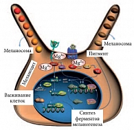 Рис. 4. Молекулярные механизмы активации меланоцитов