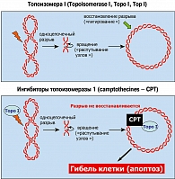 Рисунок 2. Биологическая функция топоизомеразы I (а) и принцип действия камптотецинов (б)