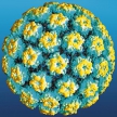 Однократной вакцинации против HPV16/18 достаточно для создания иммунного ответа