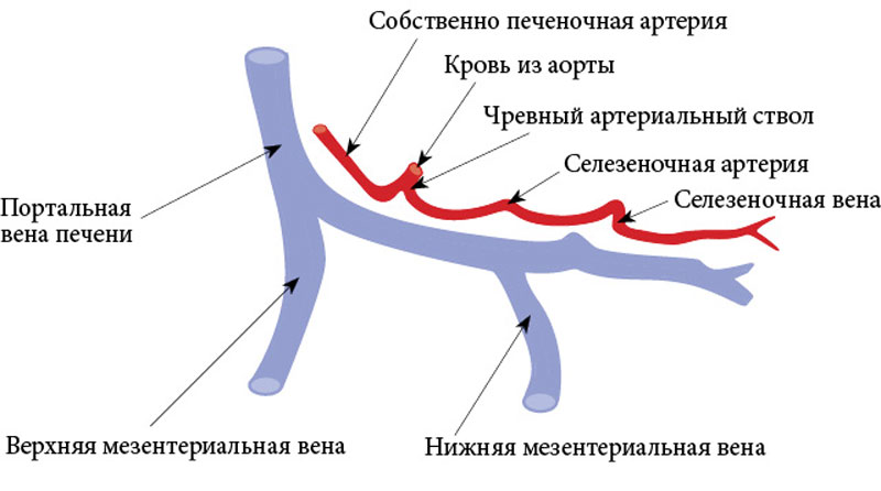 Тромбоз брюшной. Тромбоз печеночной вены кт. Тромбоз печеночной артерии кт. Правая и левая печеночные артерии.