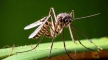 Роспотребнадзор исключил вспышку лихорадки денге в стране