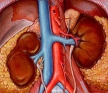 Лечение артериальной гипертензии сохраняет и почки