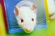 Создана мышь, не болеющая раком