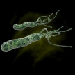 Происхождение Helicobacter Pylori