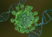 Биогеронтолог: коронавирус убивает митохондрии