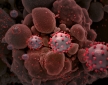 Эксперты сообщили об увеличении числа вариантов коронавируса «дельта плюс» 