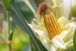 Сохранить память при болезни Альцгеймера помогает белок кукурузы 