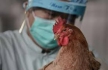 Из-за обнаружения вируса гриппа H7N9 в Гонконге приостановлена продажа живой птицы