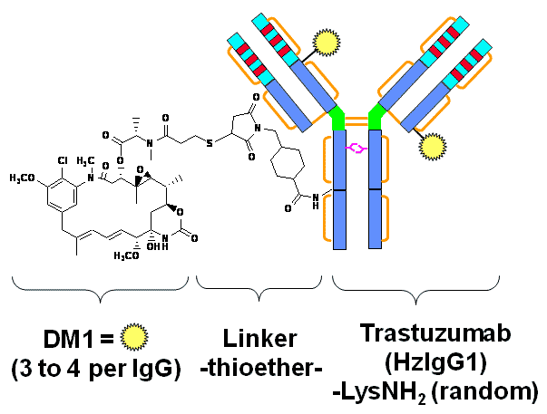Кадсила состоит из антитела трастузумаб и химиопрепарата DM1, которые связаны стабильным линкером.