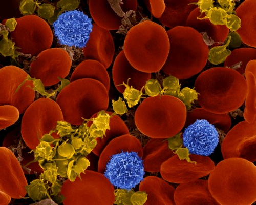 Красные кровяные клетки младенцев помогают иммунным клеткам привыкнуть к кишечной микрофлоре (Фото Dennis Kunkel Microscopy, Inc.)