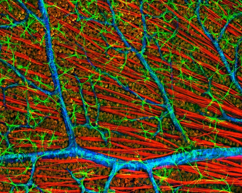 Сетчатка мыши под микроскопом: красные нити — волокна зрительного нерва, синие «трубы» — кровеносные сосуды, зелёные «звёзды» — глиальные клетки. (Фото Visuals Unlimited / Corbis)