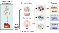 Рис. 2. Распределение кальция в организме