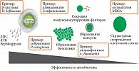 Рис. 1. Влияние антибиотиков на иммунологические реакции, связанные с механизмом антибактериального действия