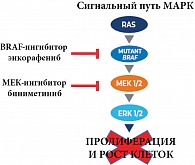 Рис. 3. Механизм действия BRAF-ингибитора энкорафениба и МЕК-ингибитора биниметиниба