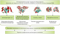 Рис. 2. Молекулярные механизмы воздействия компонентов беззародышевых экстрактов микробиоты