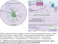 Участие субъединиц и семейств G-белка (GPCR) в обмене сигналов между нейронами и астроцитами