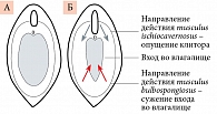Рис. 4. Вход во влагалище и клитор при напряжении слабых (А) и тренированных (Б) интимных мышц
