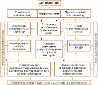 Рис. 3. Механизмы влияния антибиотиков на воспалительные реакции и иммунологическую реактивность