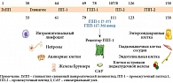 Рис. 4. Происхождение ГПП-1, основные клетки и органы, имеющие рецепторы ГПП-1