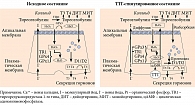 Рис. 2. Роль селенозависимых протеинов в синтезе и метаболизме тиреоидных гормонов