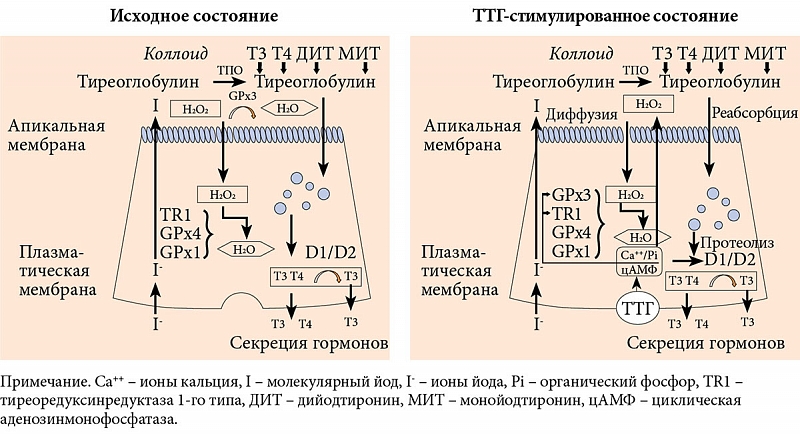 Селен при гипотиреозе. Синтез тиреоидных гормонов щитовидной железы схема. Метаболизм тиреоидных гормонов схема. Схема синтеза тиреоидных гормонов. Синтез тиреоидных гормонов биохимия.